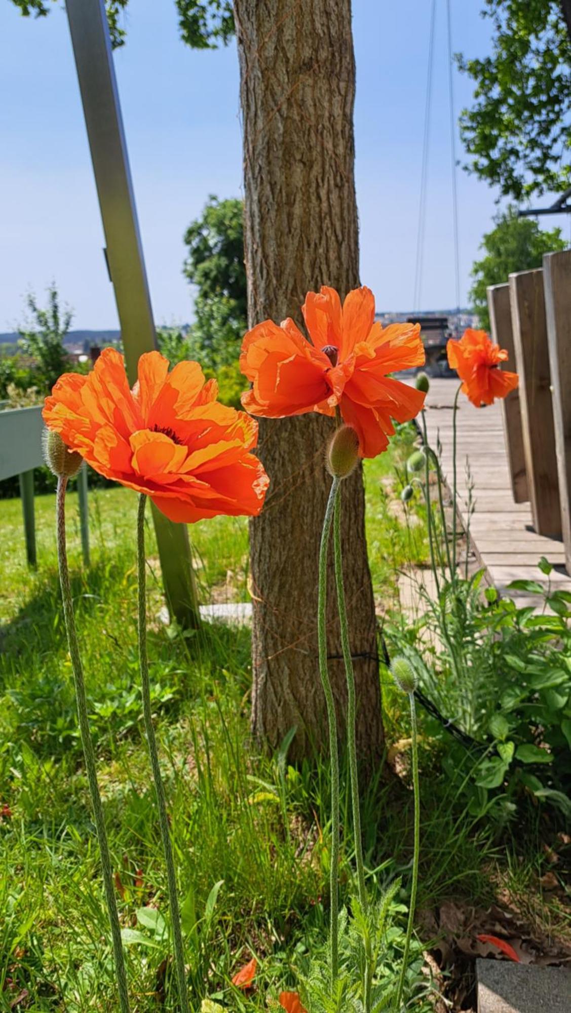Aloha Annaberg Daire Sulzbach-Rosenberg Dış mekan fotoğraf